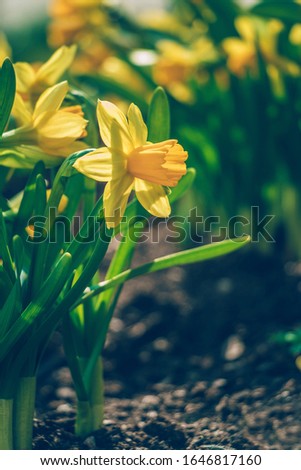 Narcissus flowers in the garden. Yellow narcissus and green leaves. Lovely flowerbed with daffodils. Spring time. Filled full frame picture. Soft natural light. Many flowers on foreground. Side view.