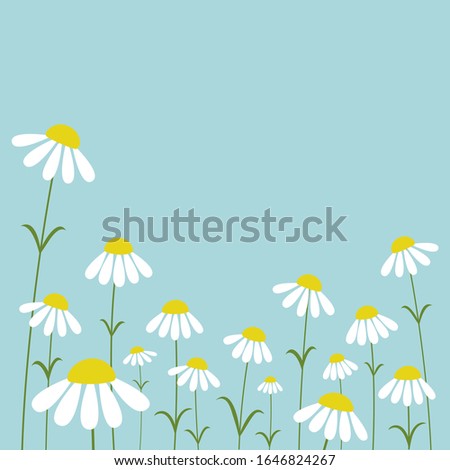 Flower background. Stylized Daisies of different sizes on a blue sky background. Floral vector illustration.