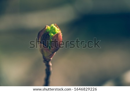 Tree buds in spring. Young large buds on branches against blurred background under the bright sun. Beautiful Fresh spring Natural background. Sunny day. View close up. One single bud for spring theme. Royalty-Free Stock Photo #1646829226