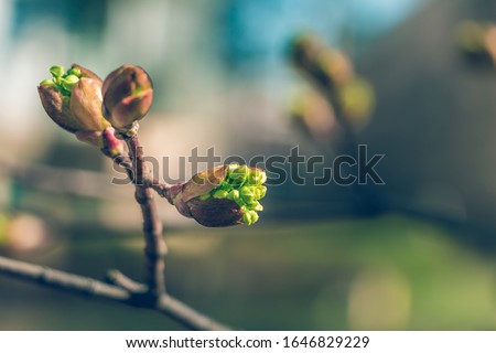 Tree buds in spring. Young large buds on branches against blurred background under the bright sun. Beautiful Fresh spring Natural background. Sunny day. View close up. Few buds for spring theme. Royalty-Free Stock Photo #1646829229
