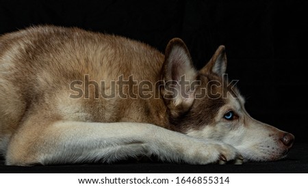 Dog Portrait Siberian Husky Dogs 