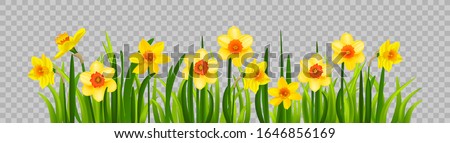 Isolated Easter blossom banner with daffodils Royalty-Free Stock Photo #1646856169