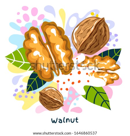 Fresh walnut juice splash organic food condiment spice splatter. Spicy herbs nuts. Abstract colorful art splatter splash background. Vector hand drawn illustration