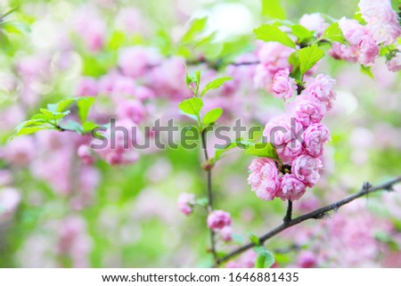 Pink almond blossoms with a blurred background.