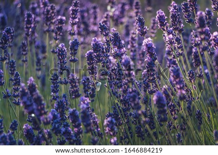 Lavender flowers. Blooming lavender. Aromatic lavender flowers under the bright sun. Selective focus. A lot of tiny blue flowers on meadow. Sunny day. Filled frame picture. Freshness, purity, romantic