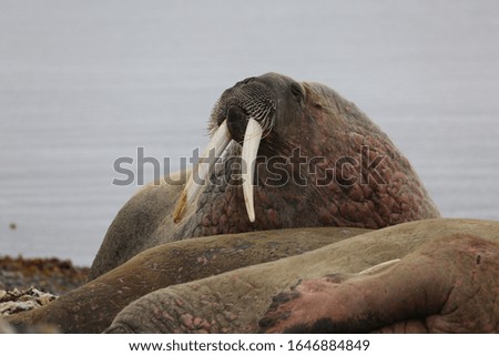 Walrus on beach on West Svalbard, Norwegian Arctic.
