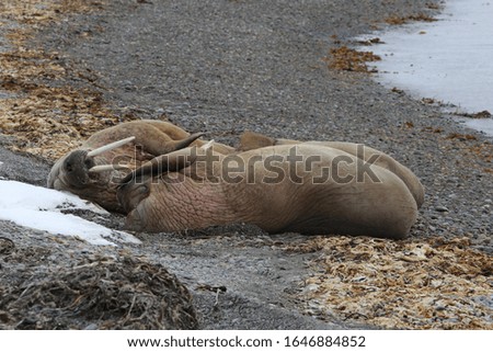 Walrus on beach on West Svalbard, Norwegian Arctic.

