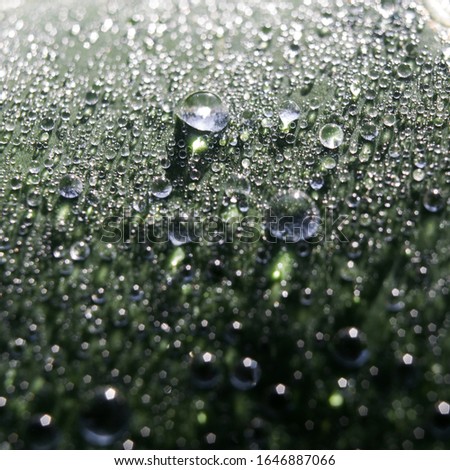 hundreds of spherical dew drops