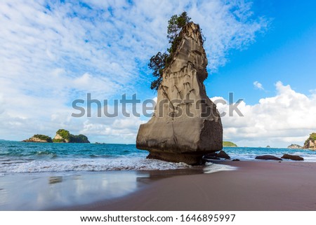  Trees and grass grow on huge picturesque rocks. The North Island of New Zealand. Ocean low tide in Cathedral Cove at sunset. The concept of exotic, ecological and photo tourism