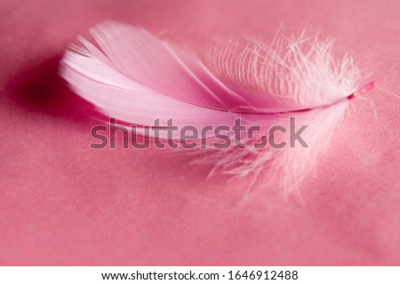 Pink feather close-up on a pink background. Monochrome photo. Lightness concept
