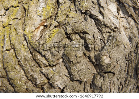 green and brown tree bark close up