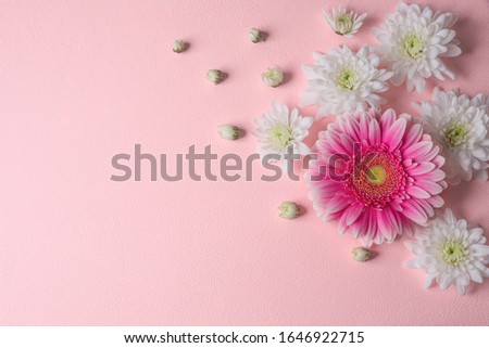 White chrysanthemums on a pink background as background texture. Design, ideas, concepts.