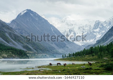 Horses graze near misty alpine lake on background of great glaciers. Awesome view to high snowy mountains and rocks. Atmospheric highland scenery with tourist camp near beautiful mountain lake in mist