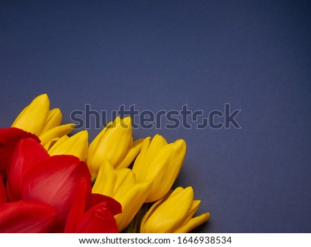 Red and yellow spring flowers tulips on blue purple background, women's day copy space