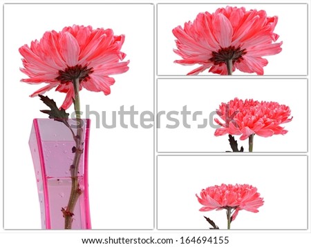 Red Chrysanthemum Flowers in vase collection
