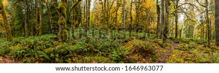 Panorama of Lush Tempoerate Rainforest in Autumn