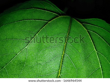 Film grain. Noise. Sunflower green leaf with dark background