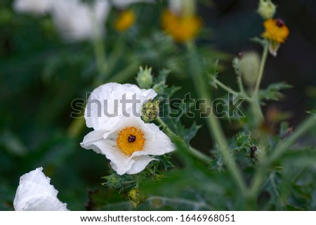 Prickly poppies blooming in spring