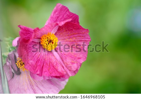 Prickly poppies blooming in spring