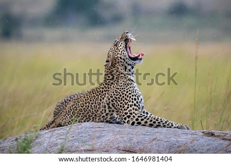 Leopard in the rain in Tanzania