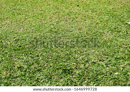 
Abstract background from a green lawn on a sunny day. The concept behind fresh nature Picture for adding text. Backdrop for art design