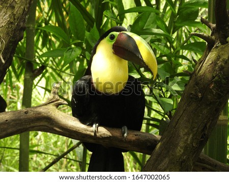 a beautifull toucan in freedom 