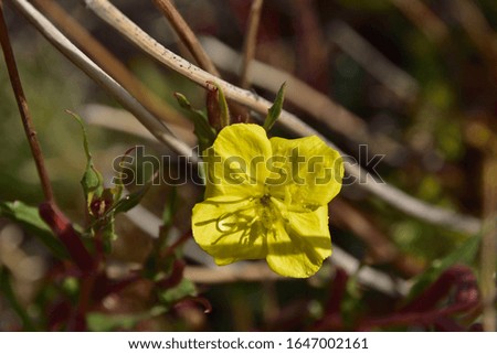 
Beautiful yellow wild flower in the foreground