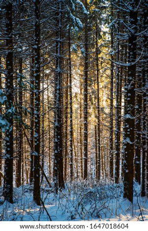 Scenes of o forest in the winter period