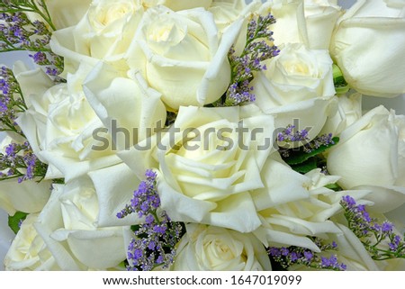 Pure white rose background picture