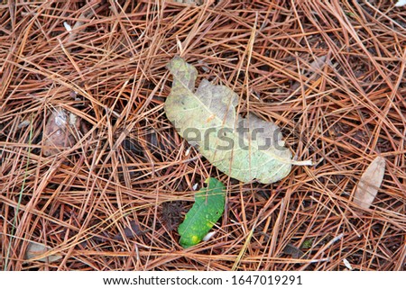 Green leafy plant in forest