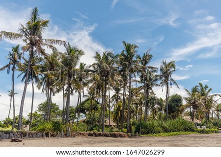 Growing coconut palms. Tropical mood. Destination holidays. Bali, Indonesia.