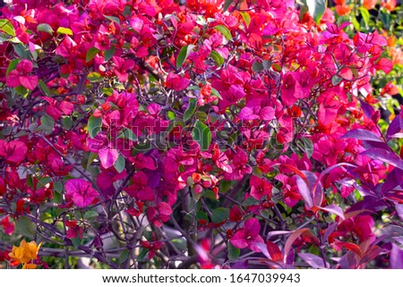 A close up photography beautiful pink paper flowers petals blooming in the nursery garden cute Bougainvillea paper flowers stock photo.