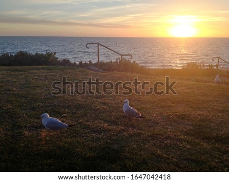 Seagulls beach and sunset Australia