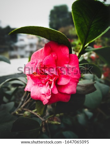 This is a picture of a pink flower