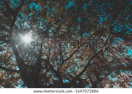 Beautiful sunbeam shining through the branches of a big tree.