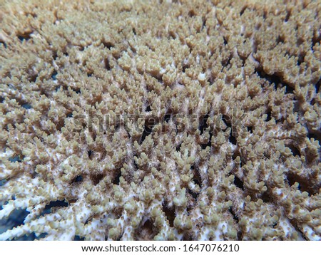 Beautiful coral under the sea,Cendrawasih Bay National Park, Papua Indonesia