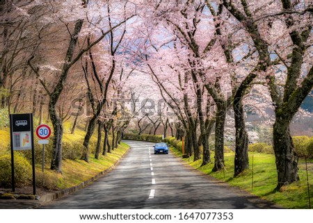 Beautiful view of Cherry blossom tunnel during spring season in April along both sides of the prefectural highway in Shizuoka prefecture, Japan.