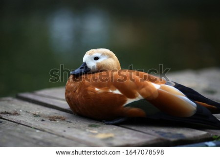 Beautiful duck with black beak and white, brown and black feathers lies on a wooden platform on background of blurred green water in autumn cloudy cool day