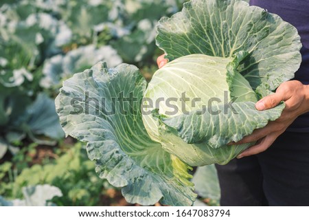 harvesting cabbage. in the hands of green cabbage. Fresh cabbage from farm field. View of green cabbages plants. Vegetarian food concept.Fresh green cabbage maturing heads growing in vegetable farm. Royalty-Free Stock Photo #1647083794
