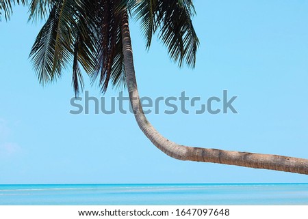 Palm on the beach.View of nice tropical beach with palms. Royalty-Free Stock Photo #1647097648