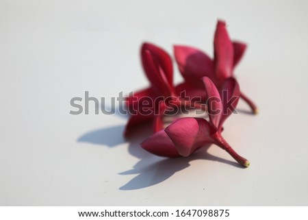 Group of Red Frangipani isolated on White Royalty-Free Stock Photo #1647098875