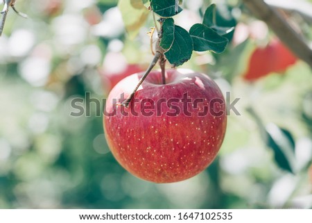 ed apple on natuer background Royalty-Free Stock Photo #1647102535