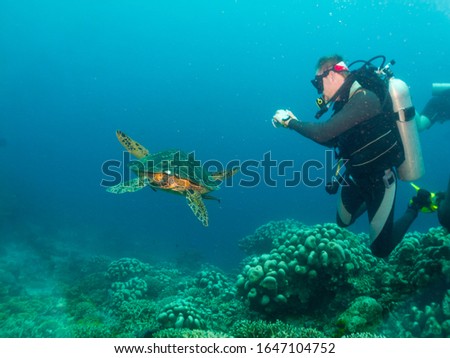 diving camera-man take a photo with green tourtle, undersea Philippines Royalty-Free Stock Photo #1647104752