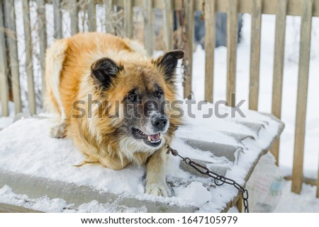portrait of a fair haired big country dog sitting on the roof of its doghouse with a wooden fence on the background in winter