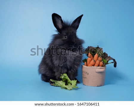 An adorable black bunny or rabbit is sitting near the small pot which contains baby carrots, and blue background.