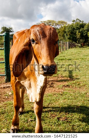 A solitary American Brahman Cow