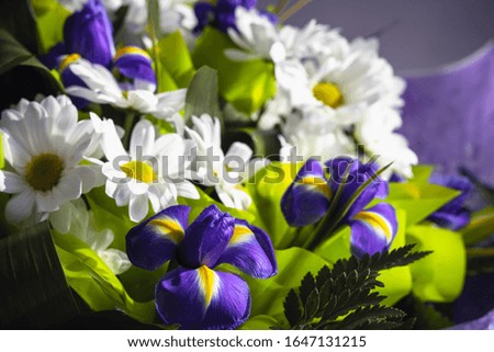 Blue iris flower on a background of white daisies in a spring holiday bouquet