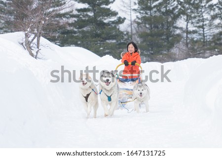Siberian Husky dogs are pulling sledge with Asian boy on winter day