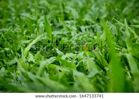 Green grass natural background texture, Lawn for the background textured for banner design