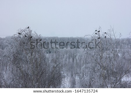 birds on trees living in harsh winter conditions